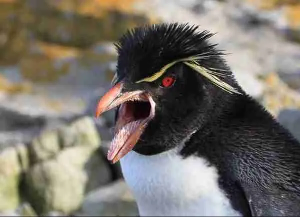 The inside of a penguin's mouth