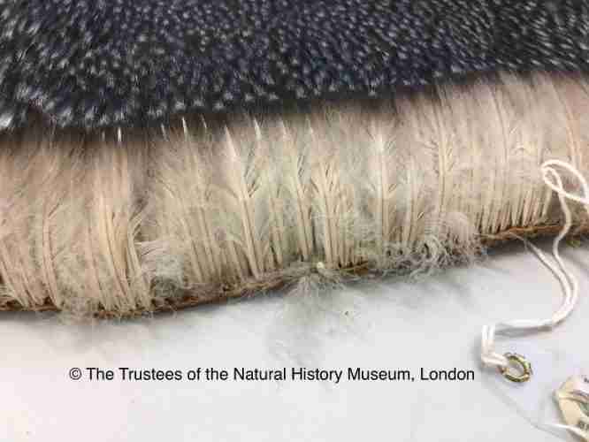 Penguin skin showing feather density