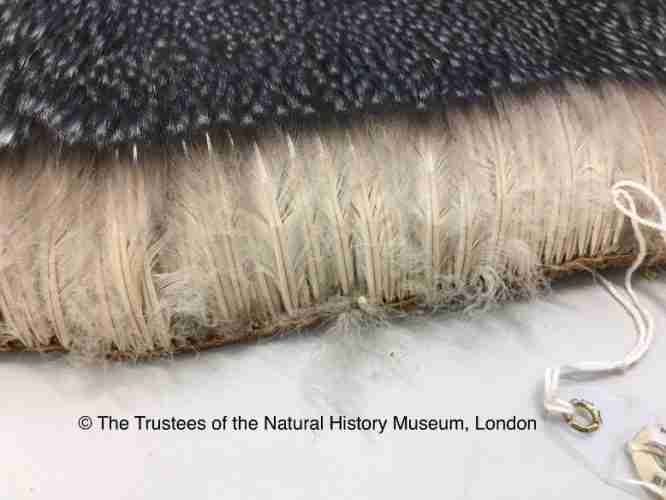 Penguin Skin Showing Feather Density Penguins International 