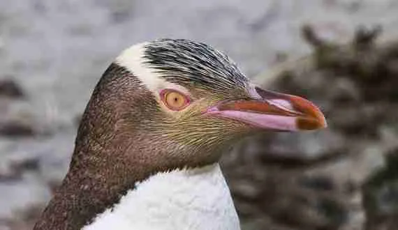 endangered species, what is the rarest penguins, how many types of penguins are there, where do penguins lives, what do penguins eat, what color eyes do penguins have