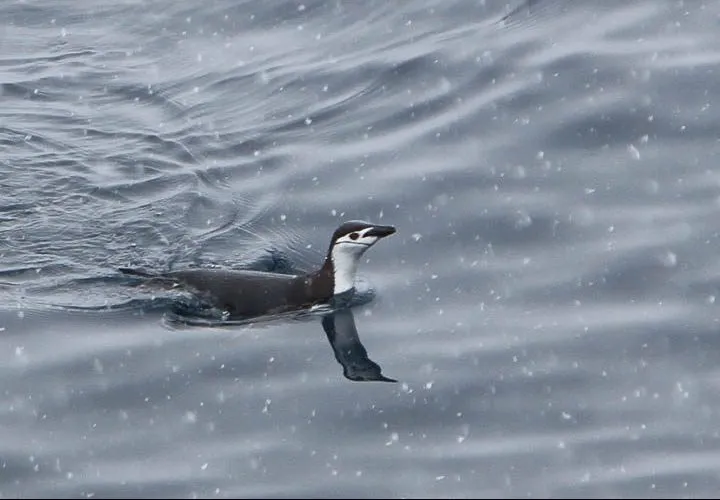 Chinstrap Penguin swimming in the ocean
