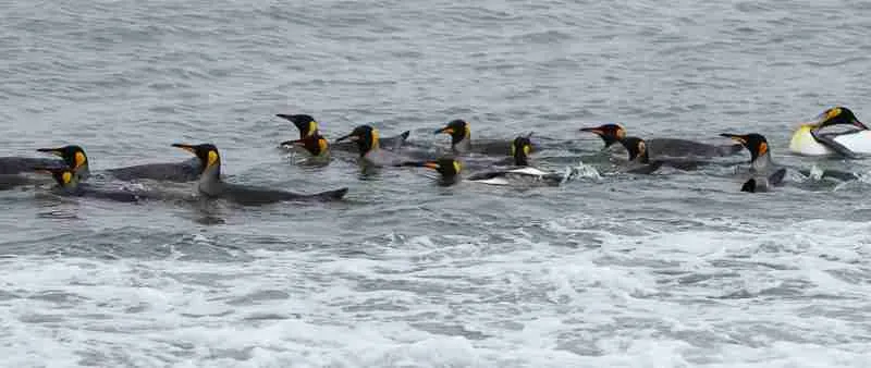 King Penguins swimming in the ocean