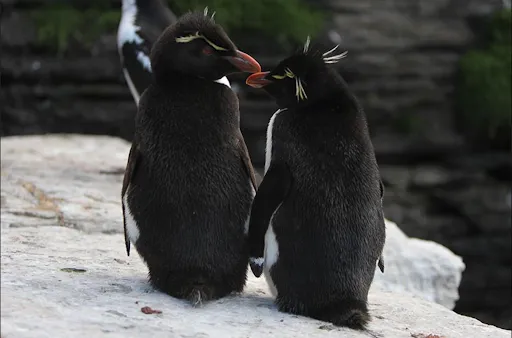 Southern Rockhopper Penguin pair