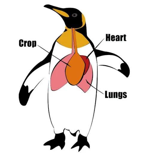 emperor penguin food chain