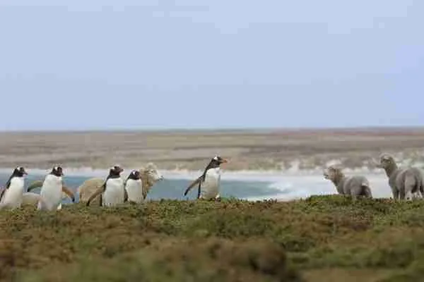 Gentoo Penguins and sheep