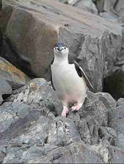 Chinstrap Penguin