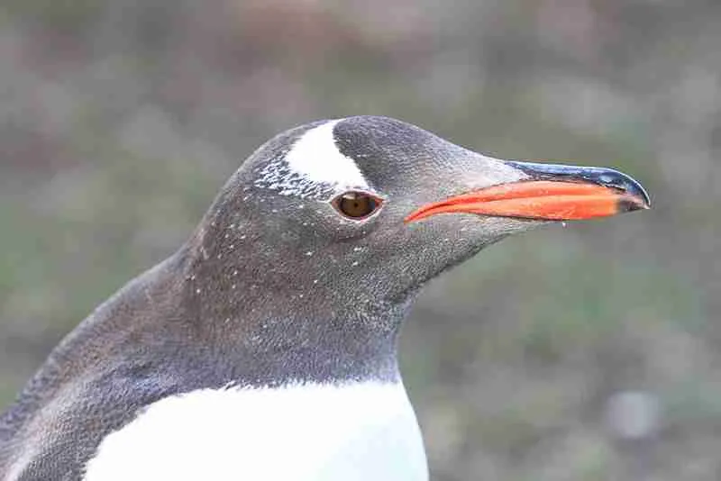 Little Penguin - eBird