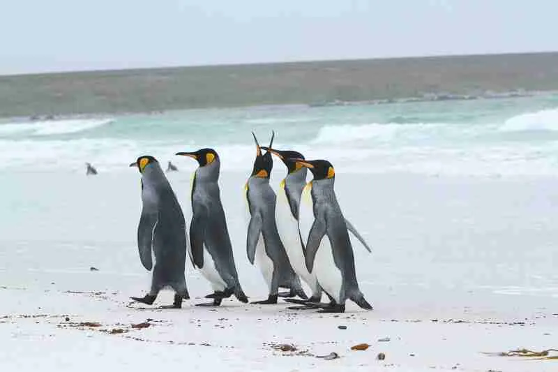 King Penguin Waddle