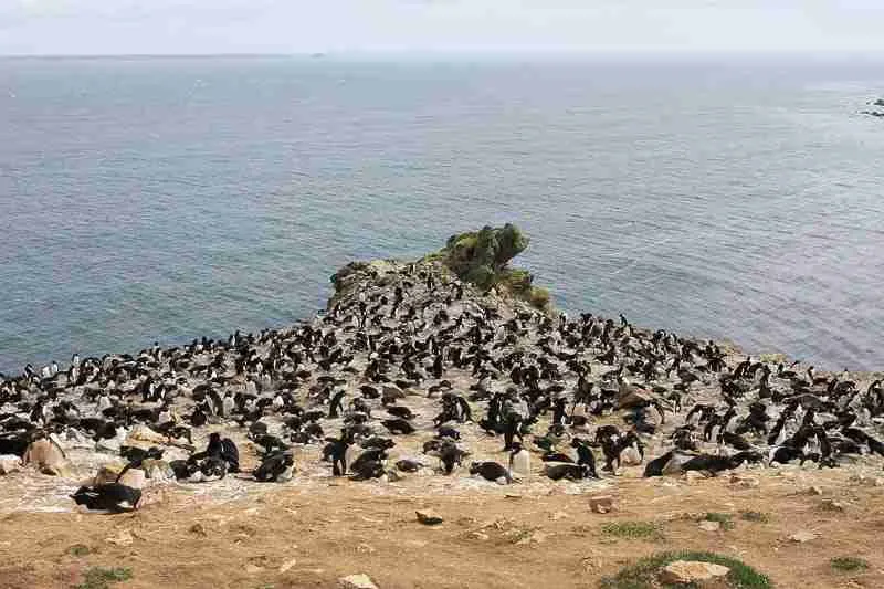 Rockhopper Penguin Colony