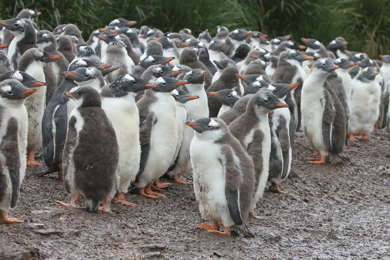 What do you call a group of penguins | Penguins International