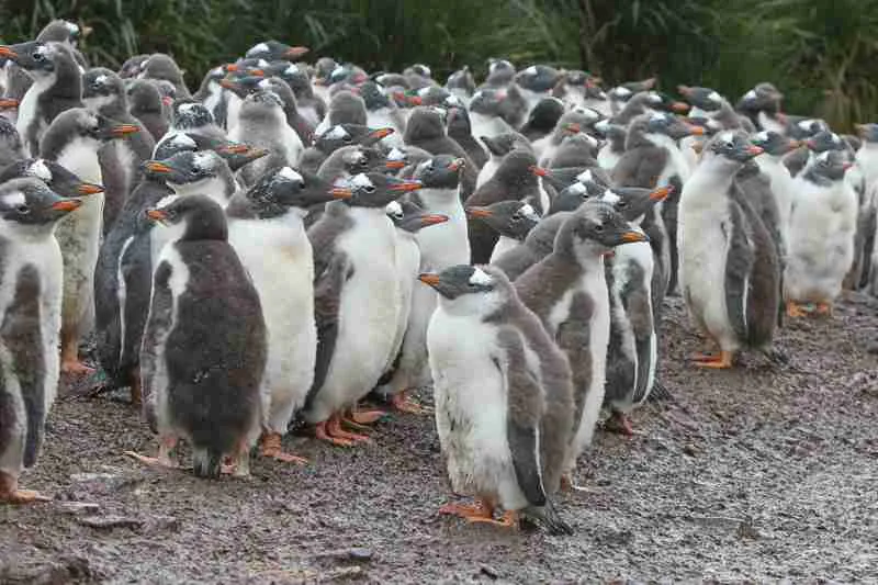 Gentoo Penguin chicks in a creche