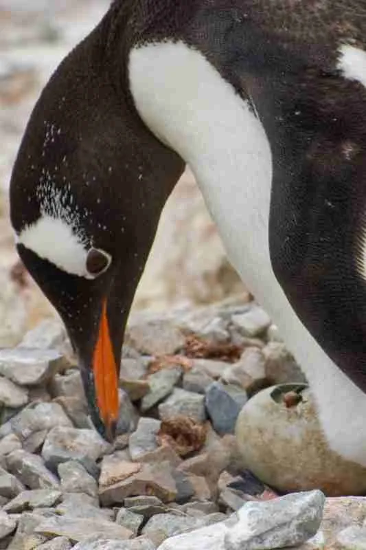 Gentoo Penguin with chick hatching by Charles Bergman