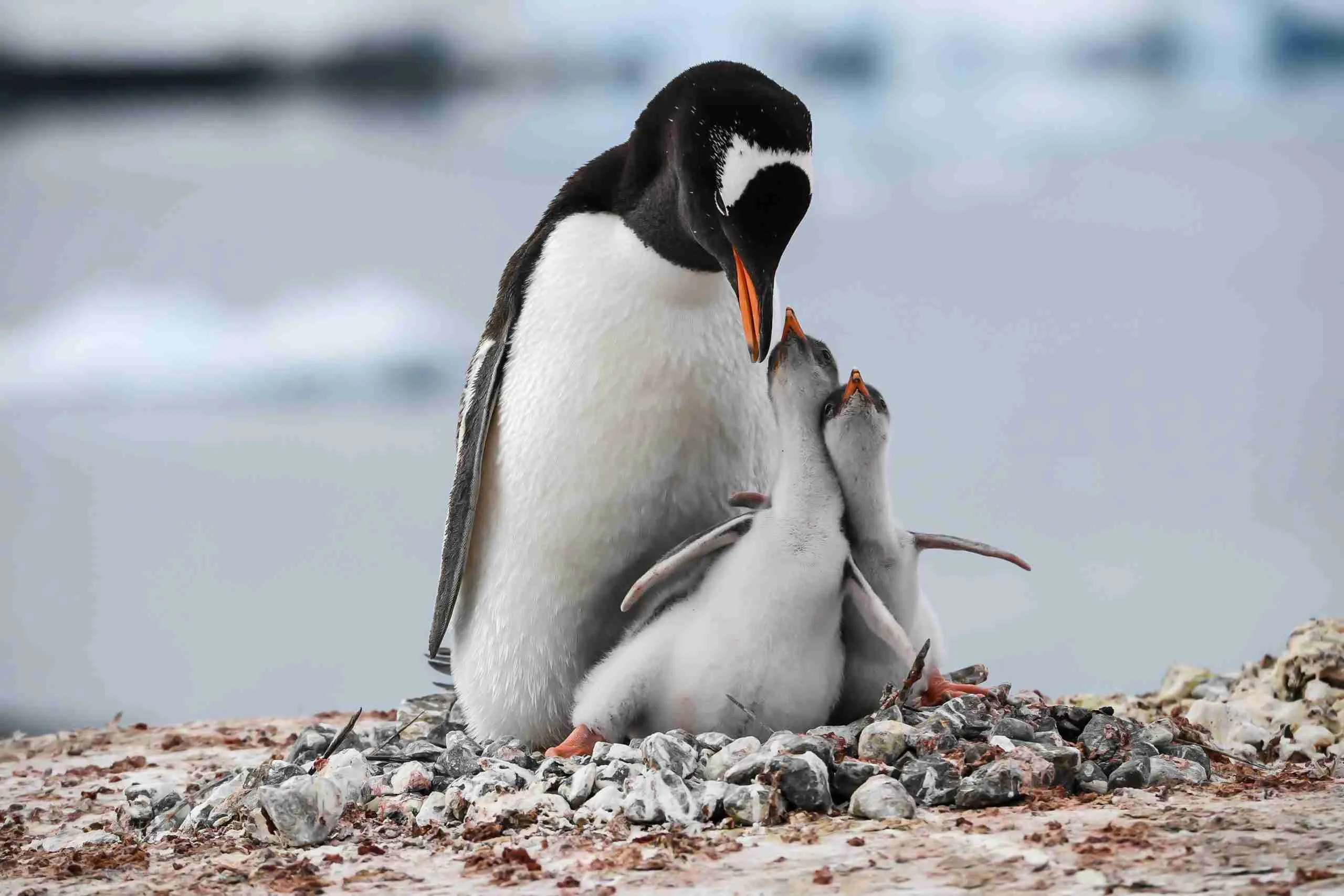 Gentoo Penguin with its chicks at Port Lockroy, Antarctica. Photo by Charles Bergman