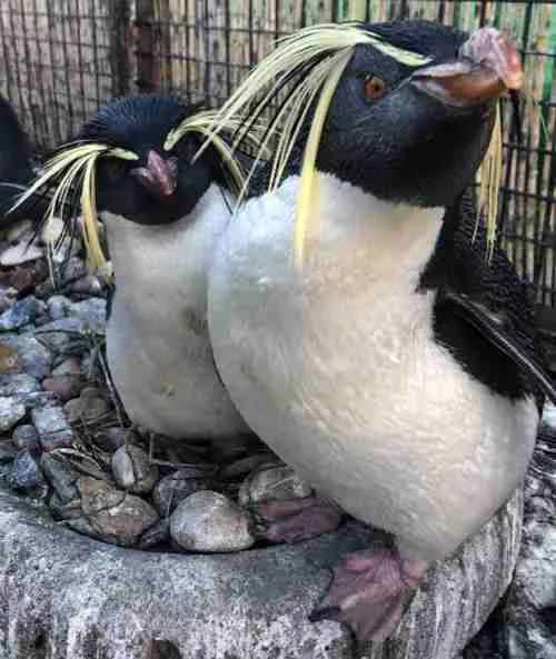 Northern Rockhopper Penguins