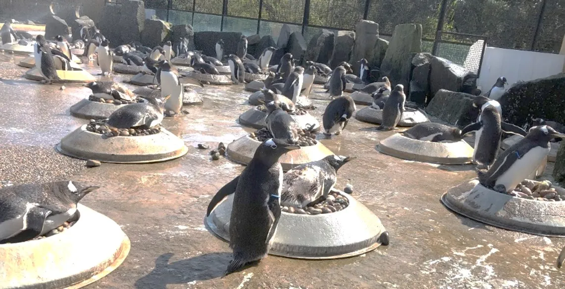 Gentoo Penguin building its nest