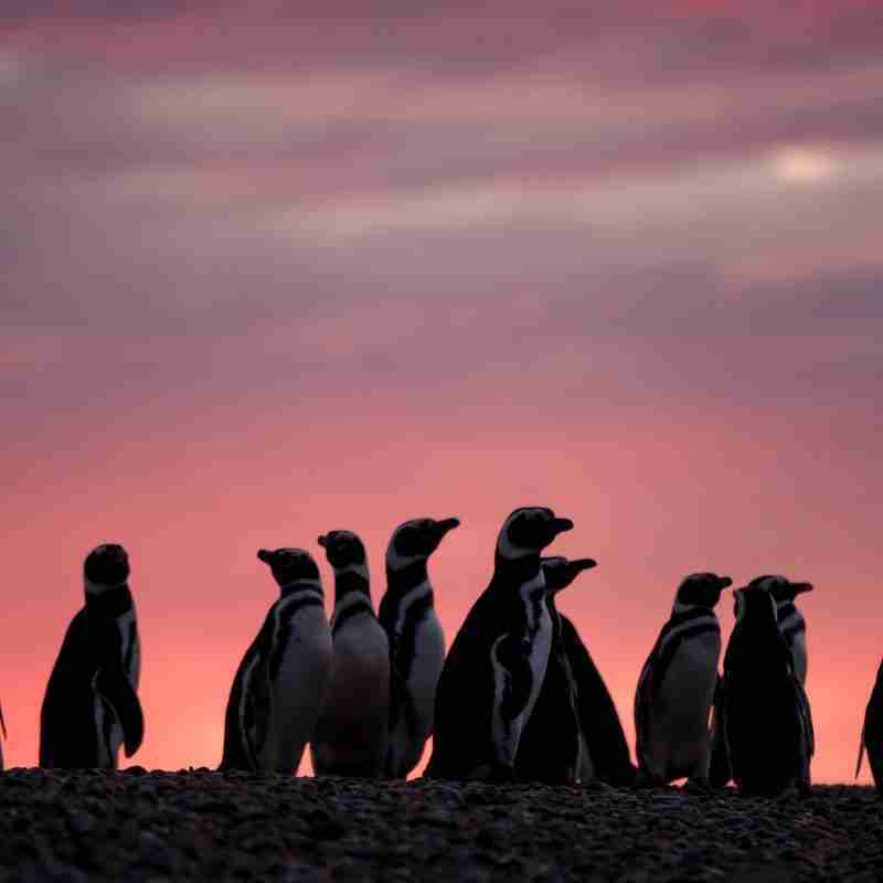 Magellanic Penguins by Charles Bergman