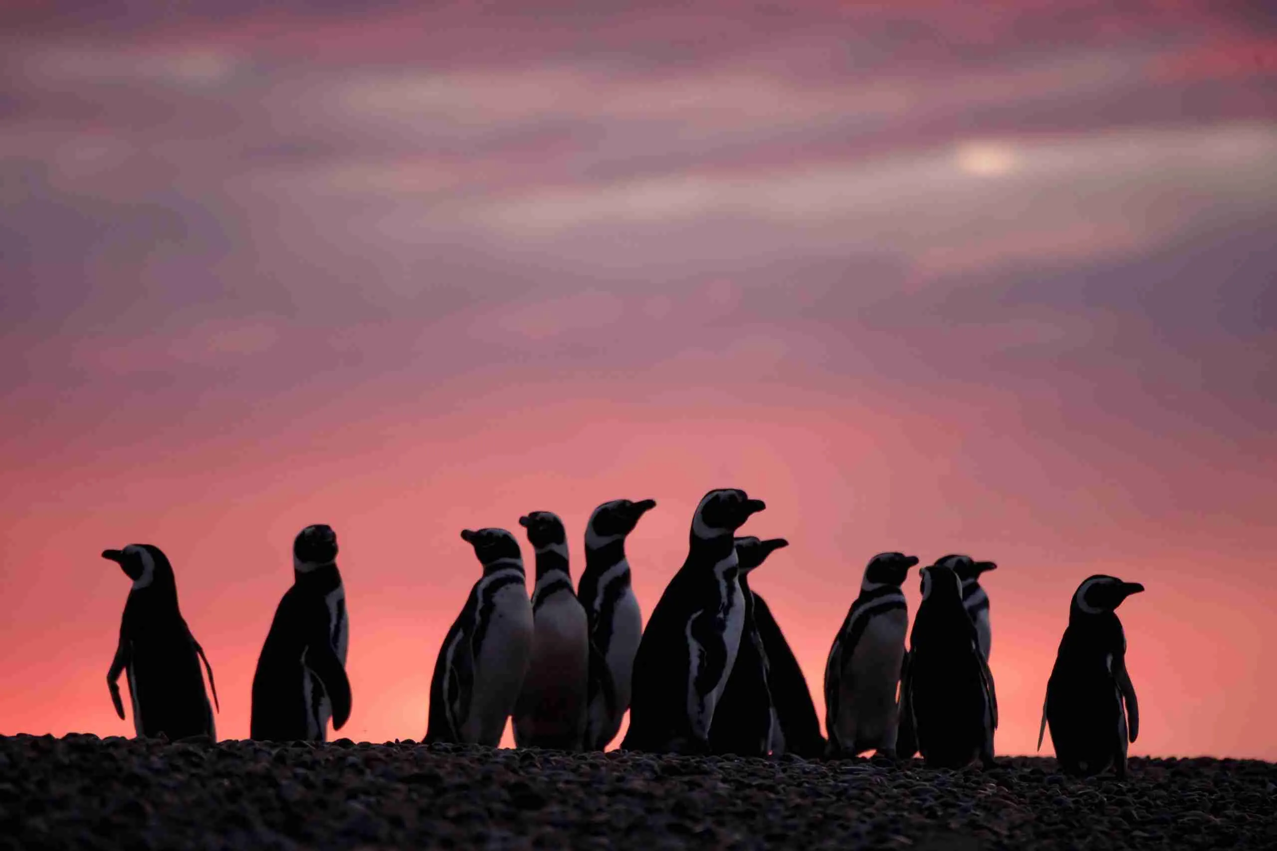 Magellanic Penguins by Charles Bergman