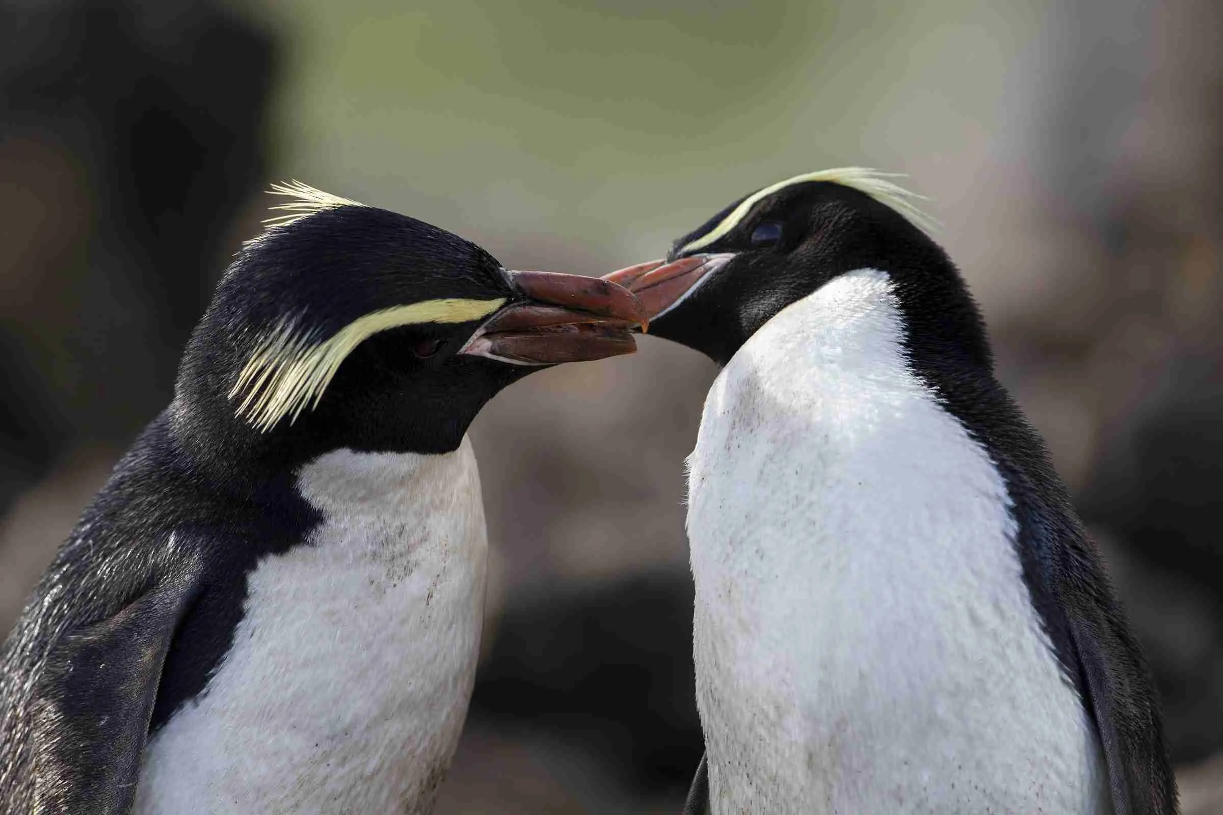 Photo of two Snares Penguins rubbing their bills together.