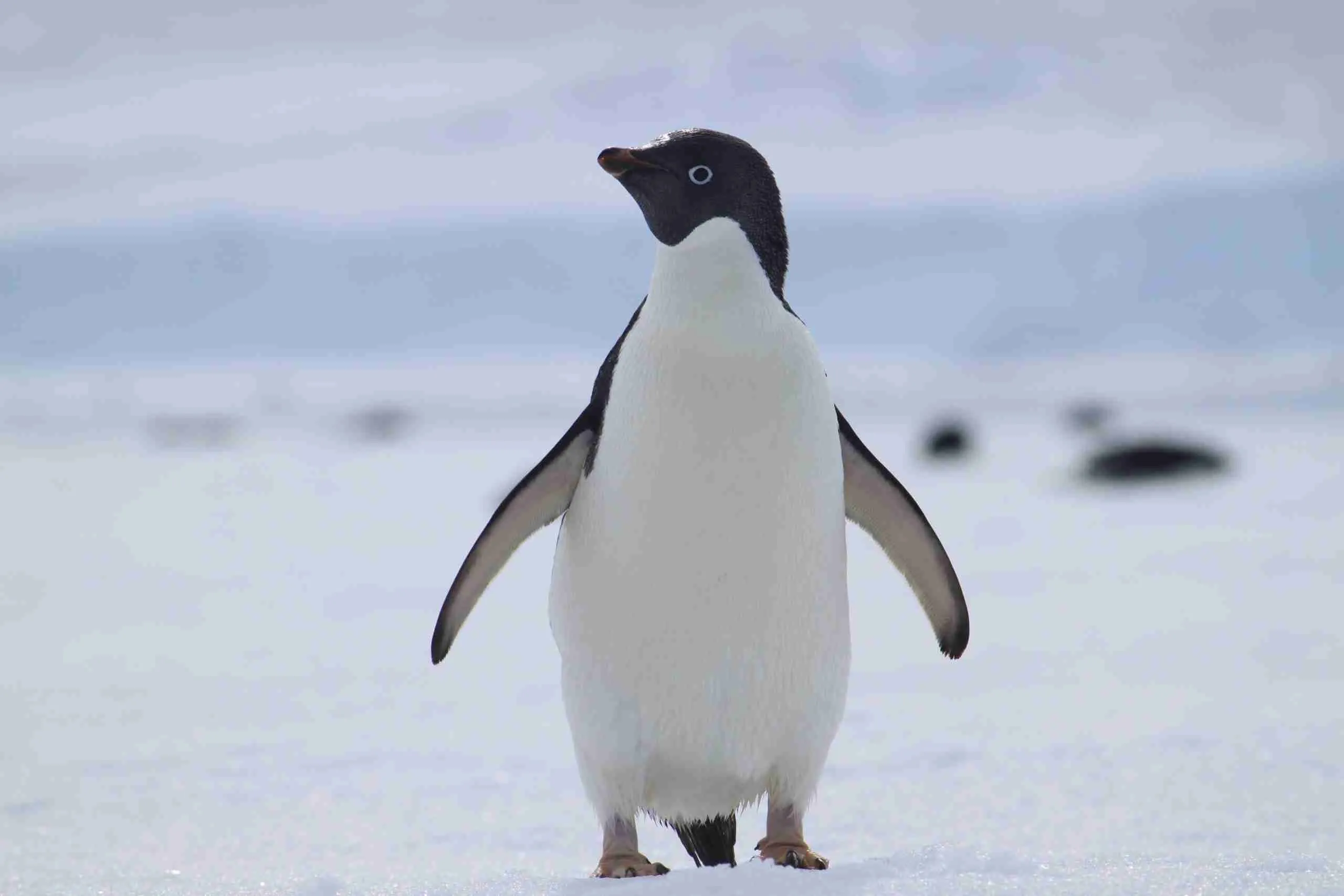 Photograph of an Adelie Penguin looking at the camera.