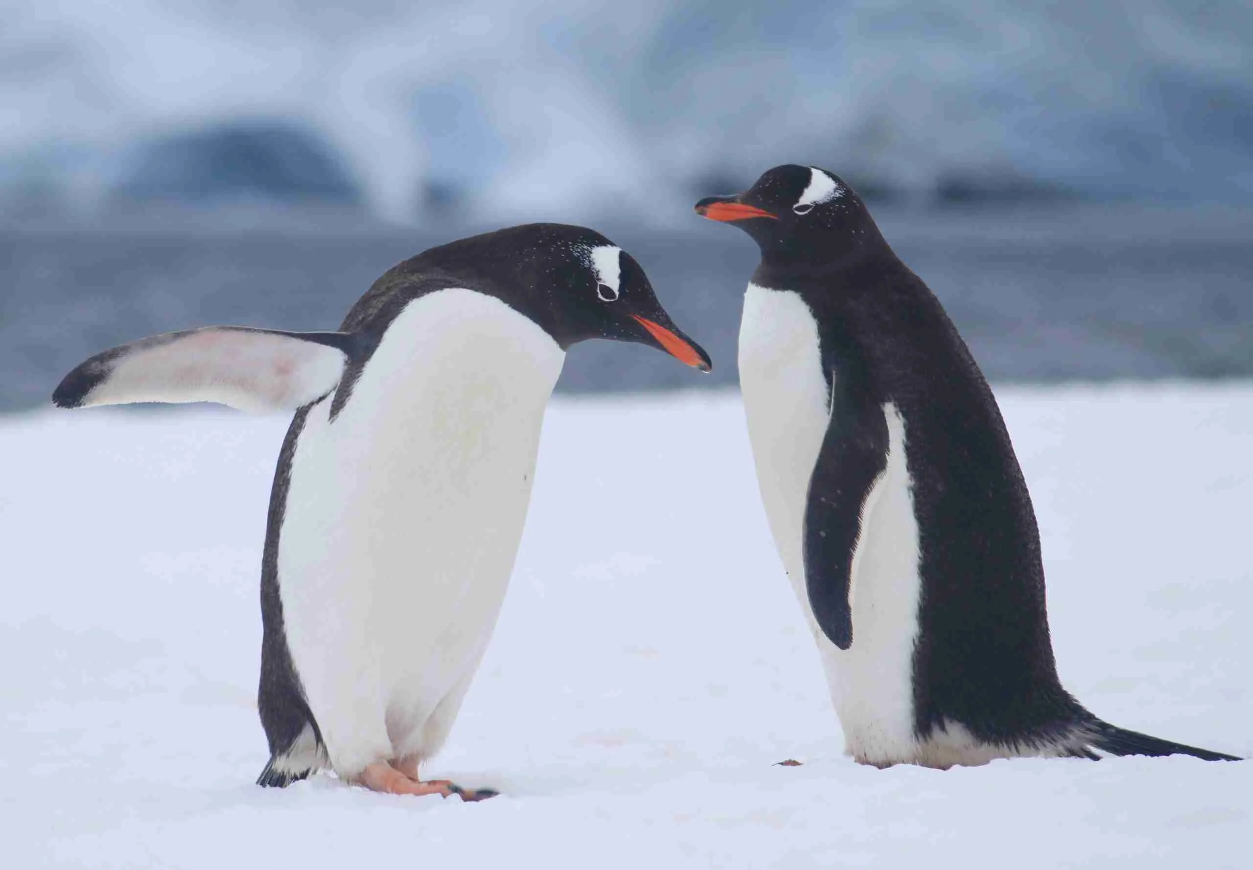 Photograph of two Gentoo Penguins, both penguins are facing to the side of the camera.