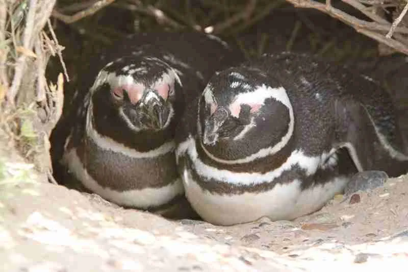 Photograph of two Magellanic Penguins in their burrow.