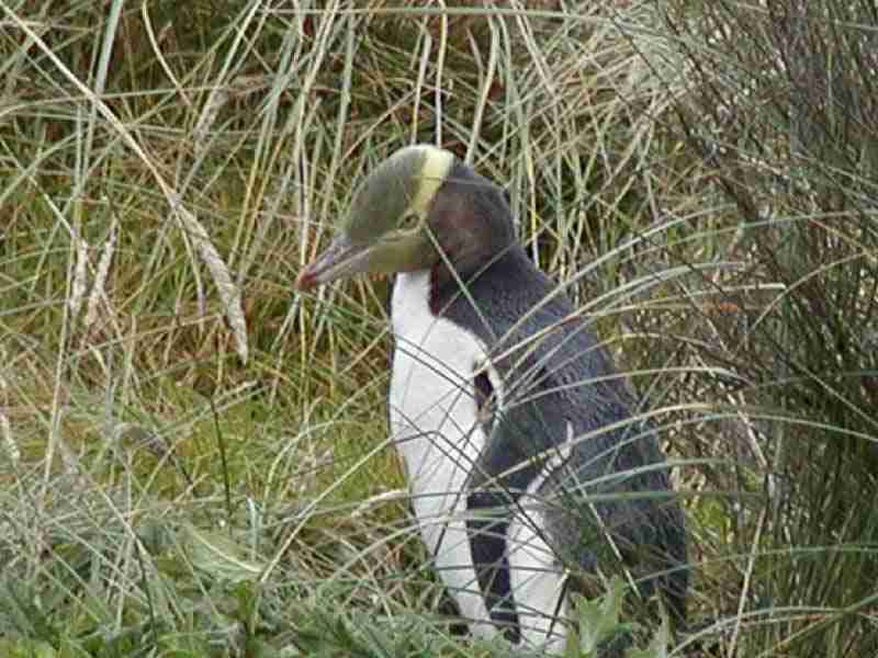 Photograph of Yellow-eyed Penguin in tall grass.