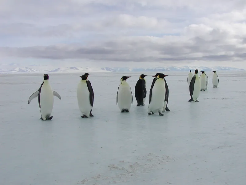 Photograph of Emperor Penguins walking on sea ice.