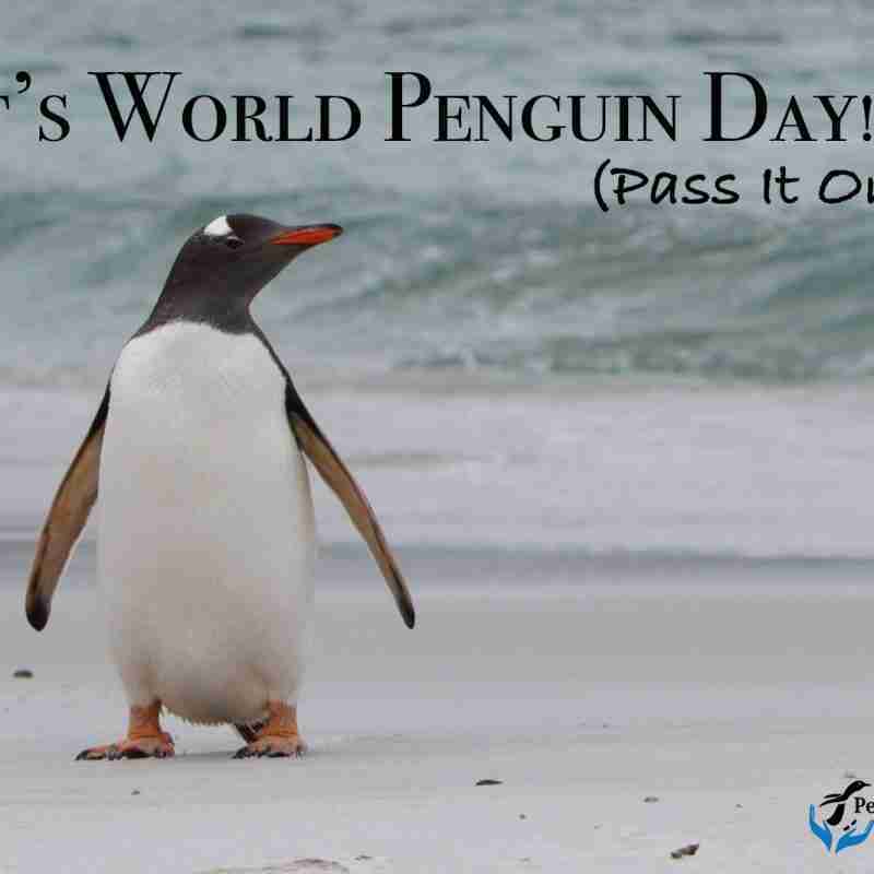 Gentoo Penguin at the shore with text above the penguin saying "It's World Penguin Day! Pass it on".