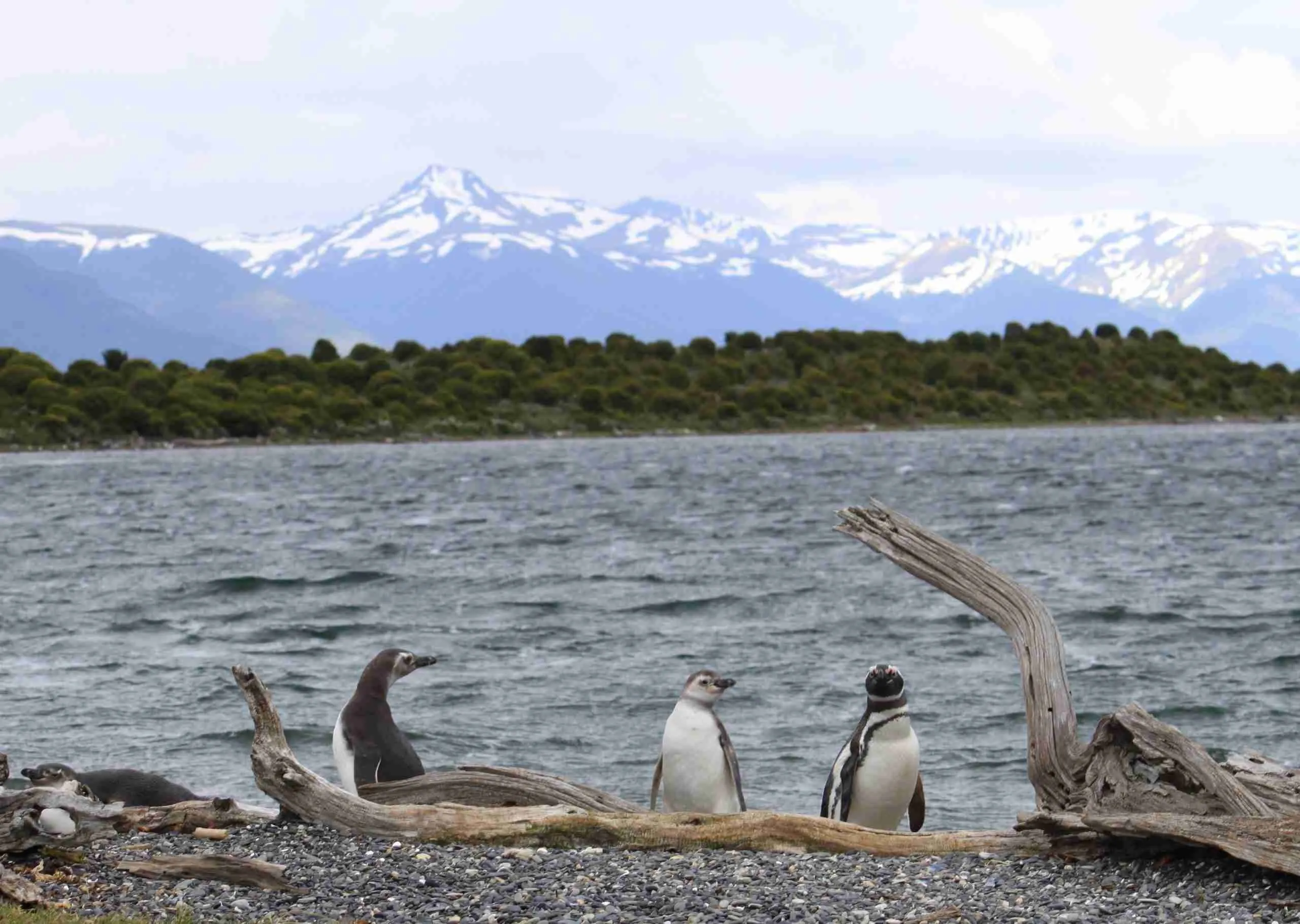 Photograph of Magellanic Penguins by the water with glaciers in the background