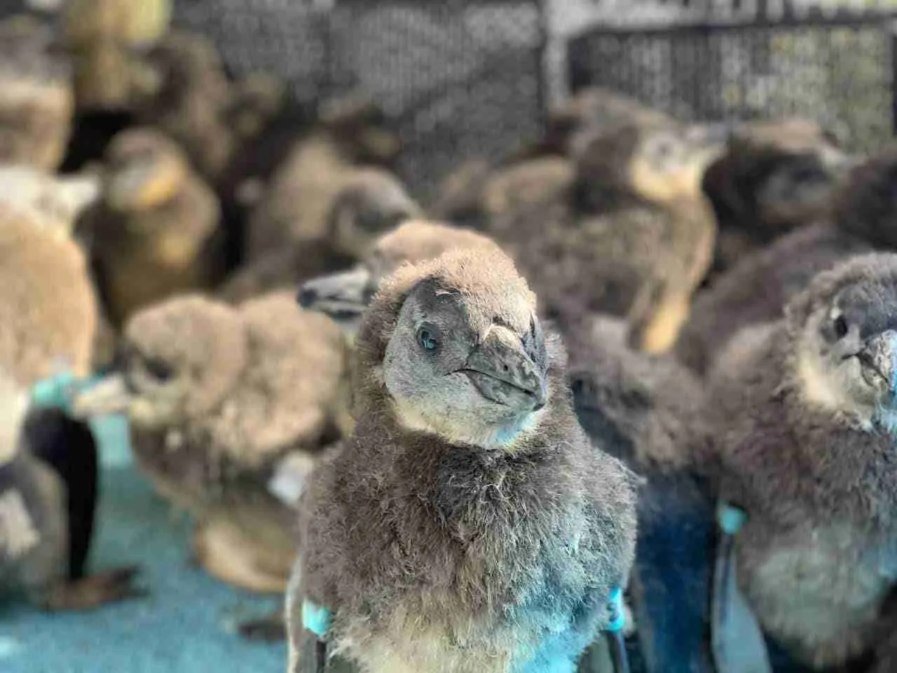 A grouping of African penguin chicks molting into adult plumage. One African penguin chick is centered in the image and looking directly at the camera.