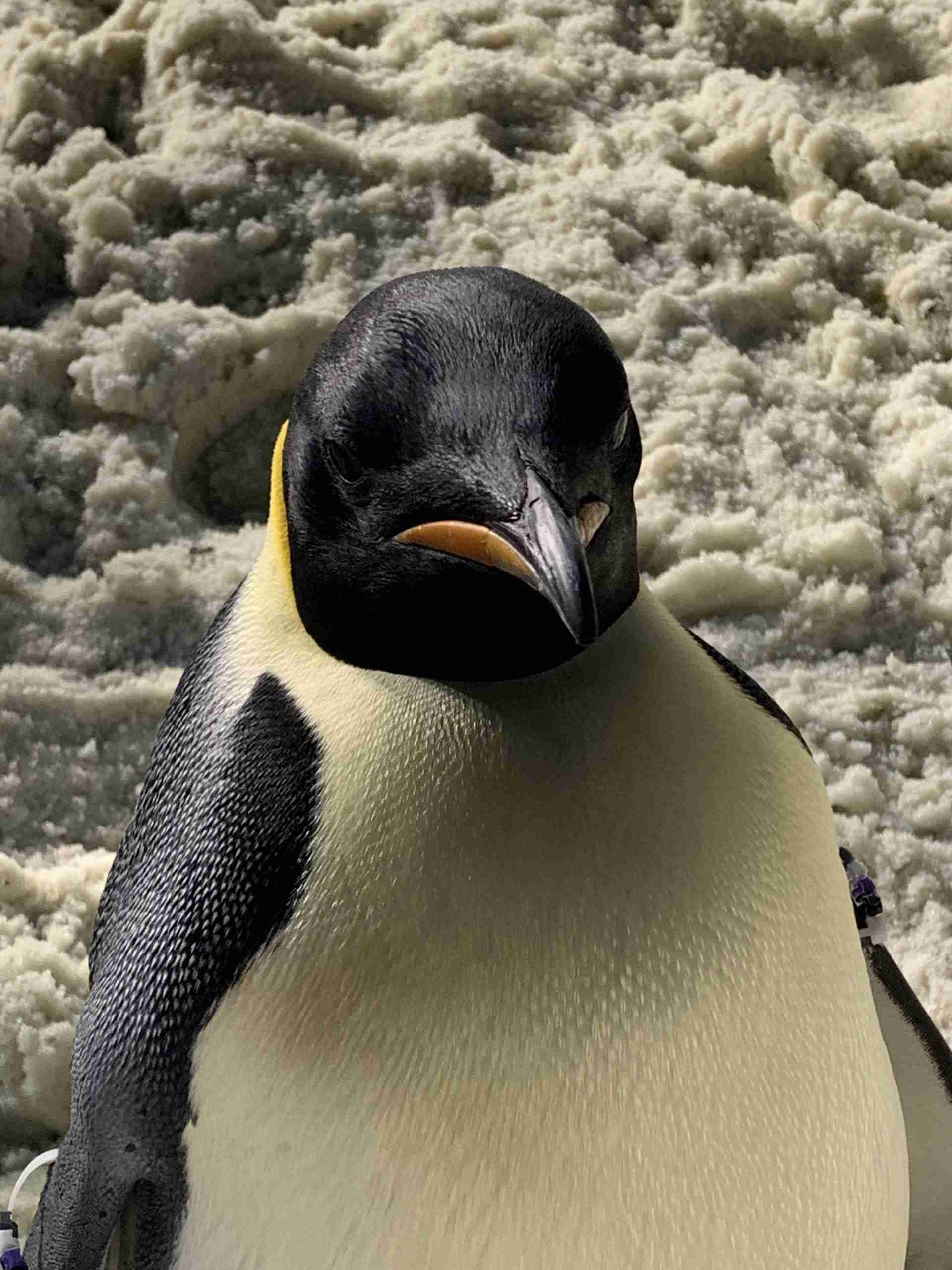 Antarctica's emperor penguins could be extinct by 2100 – and other species  may follow if we don't act